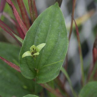 安心の定価販売 利休草 Krntner Pflege Service 04b At