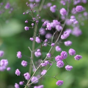 八重咲きシキンカラマツ Thalictrum011 岩崎園芸ネットストア Yahoo店 通販 Yahoo ショッピング