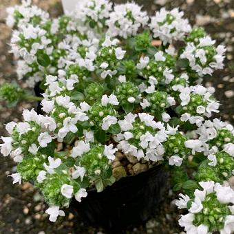 白花イブキジャコウソウ : 岩崎園芸ネットストア Yahoo店 - 通販