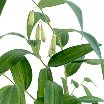 斑入りミヤマナルコユリ : 岩崎園芸ネットストア Yahoo店 - 通販