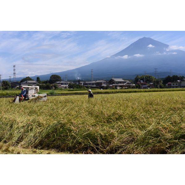 令和5年産　炊くとふっくら！霊峰富士山の湧き水が作った絶品コシヒカリ 10kg （10キロ）  100％新米 玄米 お米 コシヒカリ 静岡産　単一原料米｜iwatayacom｜06