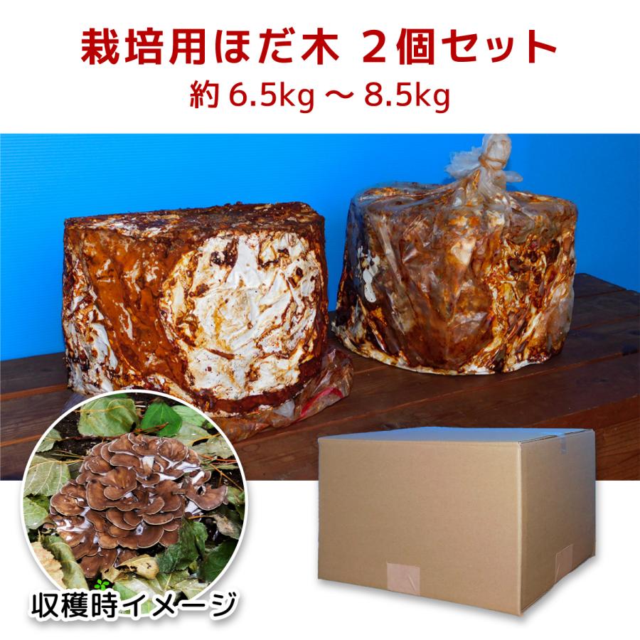 完熟舞茸ほだ木 2個セット／宮古市まいたけ研究開発センター ｜ 原木舞