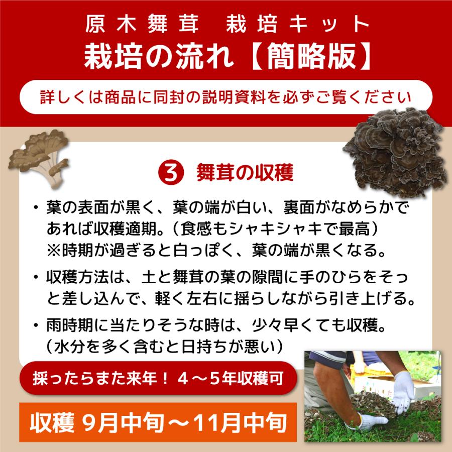 完熟舞茸ほだ木 2個セット／宮古市まいたけ研究開発センター ｜ 原木舞