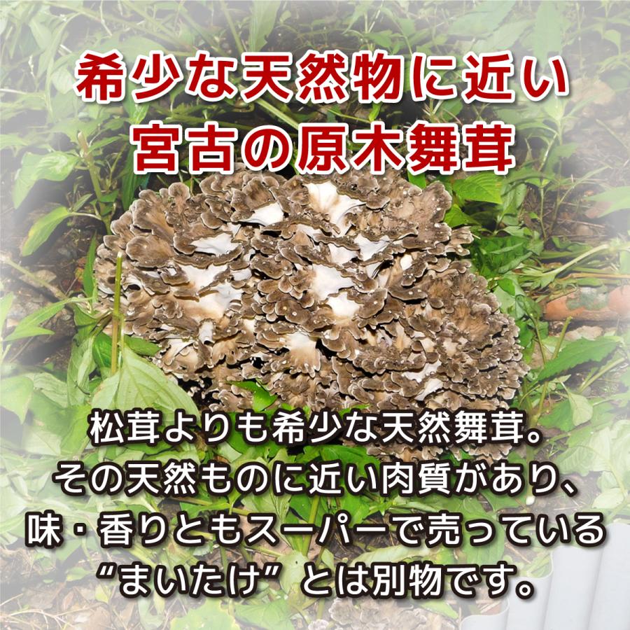 完熟舞茸ほだ木 2個セット／宮古市まいたけ研究開発センター ｜ 原木舞