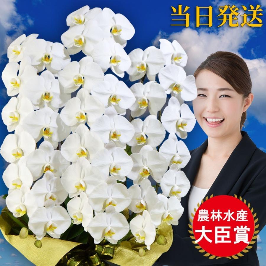 葬儀 献花 内祝い お供え 葬式 お中元 オープン 仏事 おしゃれ スタンド お悔や花 3本立ち42輪 大輪 胡蝶蘭 １回忌 大輪 法事 会社設立 Fimolux Com