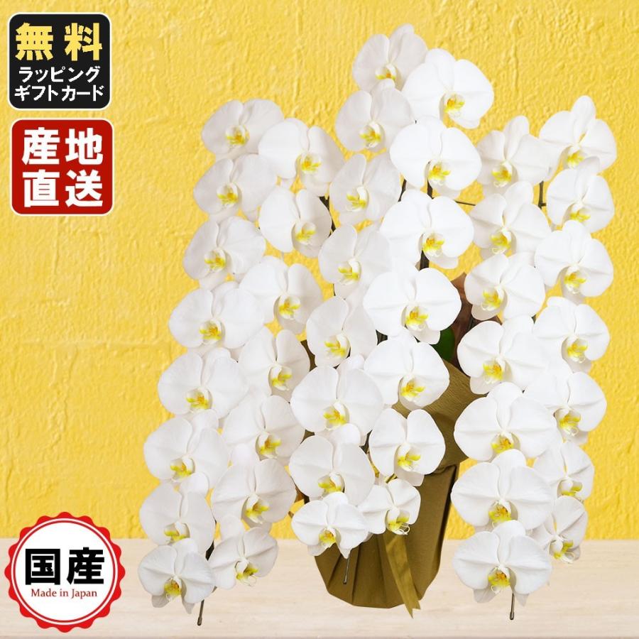 通販相場５本立ち３本立ち１回忌通販葬式葬儀胡蝶蘭白献花法事大輪3本立ち45輪以上大輪内祝い会社設立仏事スタンドオープンお悔や花お供えお中元おしゃれ