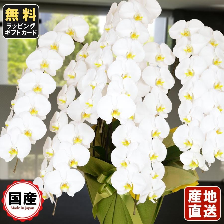 ワンサイズ100 安い鉢花 鉢植え お祝い メッセージ無料 送料無料 お中元 胡蝶蘭 大輪5本立ち65輪以上 白 会社設立 オープン 内祝い スタンド 大輪 ３本立ち ５本立ち お悔や花 お供え 葬儀 葬式 仏事 法事 １回忌 献花 おしゃれ 生花 生花ワンサイズ 30 387 Www