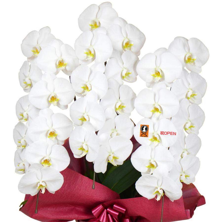 新品同様 ラン 夢メッセージ 胡蝶蘭 お中元 送料無料 メッセージ無料 お祝い 鉢植え 鉢花 1輪 法事 仏事 葬式 葬儀 お供え ５本立ち ３本立ち 大輪 スタンド 内祝い オープン 会社設立 白 大輪3本立ち27輪以上 生花 Www Zsmiletin Cz