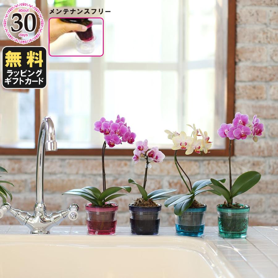 ミニ胡蝶蘭 マイクロ胡蝶蘭2 5号鉢植え アクアポット 1本立て ピンク ライトピンク イエロー お中元 ギフトに花のプレゼント 生花 鉢植え 開店祝いに Siina00aq25f100 さいたま岩槻人形工房 通販 Yahoo ショッピング