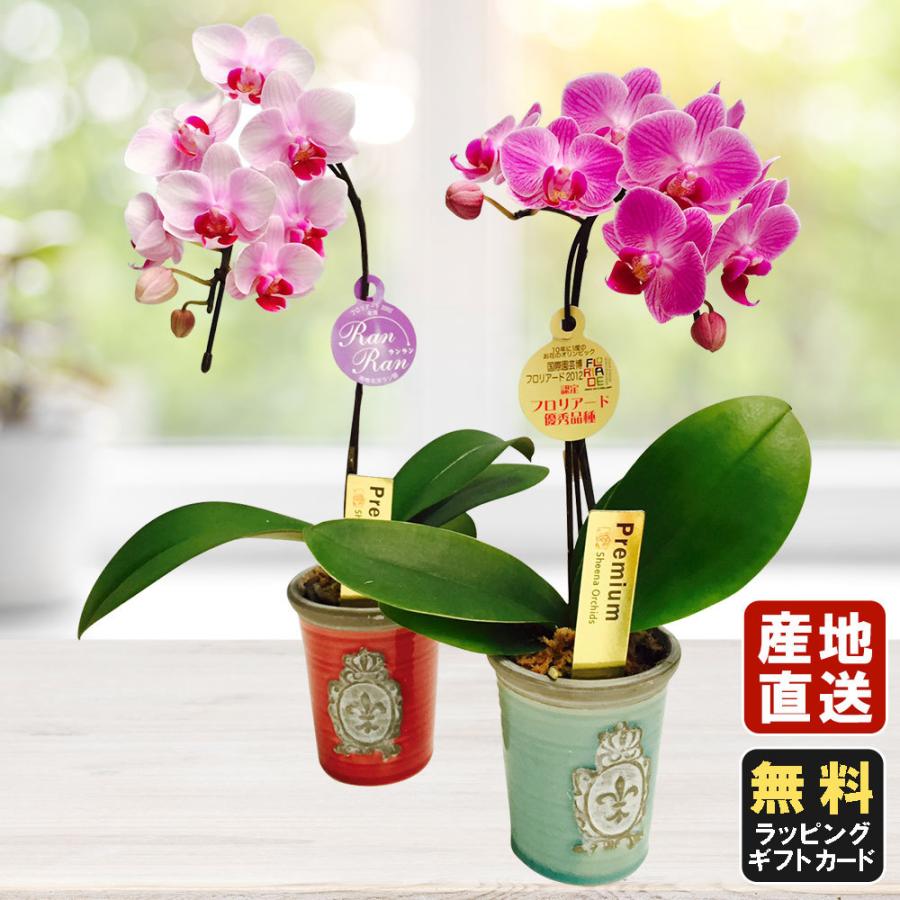 96 Off 画像 母の日 父の日 鉢植え リーガースベゴニア ひな祭り プレゼン