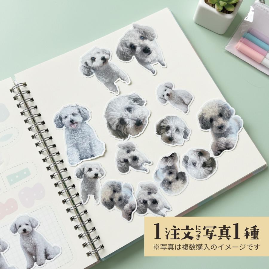 シール ステッカー オリジナル オーダーメイド うちのこ わが子 写真 