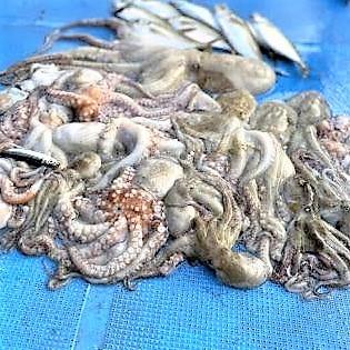 ワーム シリコン 赤色 1個 タコ釣り オクトパス タコエギ 餌木 Iwworm R 鏡のアイワーク 通販 Yahoo ショッピング