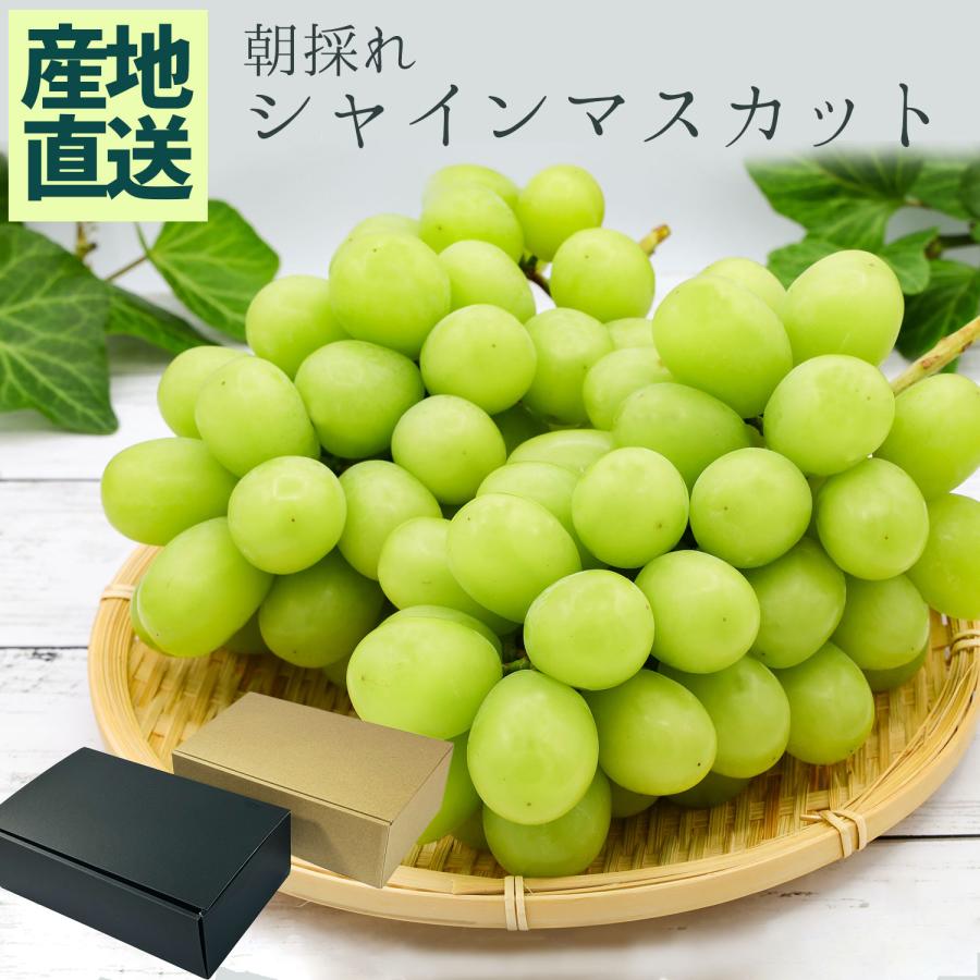 朝どれ シャインマスカット 皮ごと食べれる 種なし 福岡県産