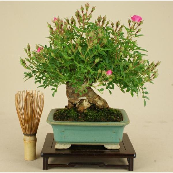 送料無料【小品盆栽 ミニ盆栽】野バラ（雅）【伊予路園】【実物盆栽】【雑木盆栽】