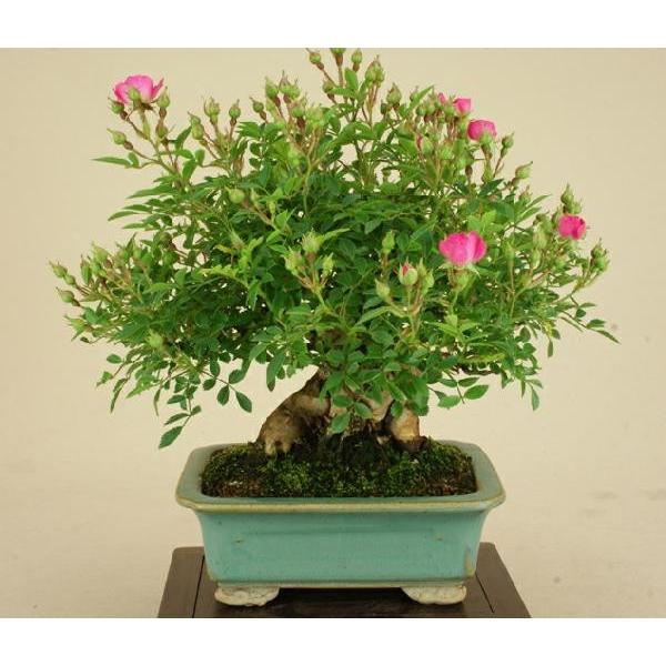 送料無料【小品盆栽 ミニ盆栽】野バラ（雅）【伊予路園】【実物盆栽】【雑木盆栽】 小品盆栽 野バラ 雅