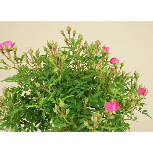 送料無料【小品盆栽 ミニ盆栽】野バラ（雅）【伊予路園】【実物盆栽】【雑木盆栽】 小品盆栽 野バラ 雅