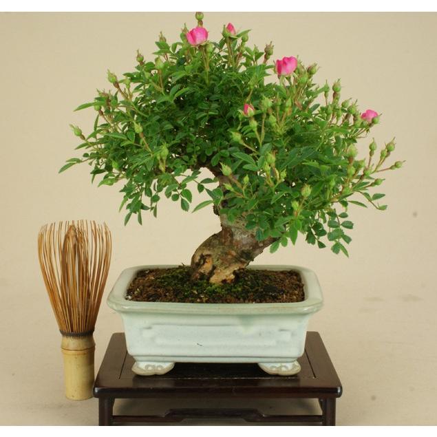 送料無料【小品盆栽 ミニ盆栽】野バラ（雅）【伊予路園】【実物盆栽】【雑木盆栽】