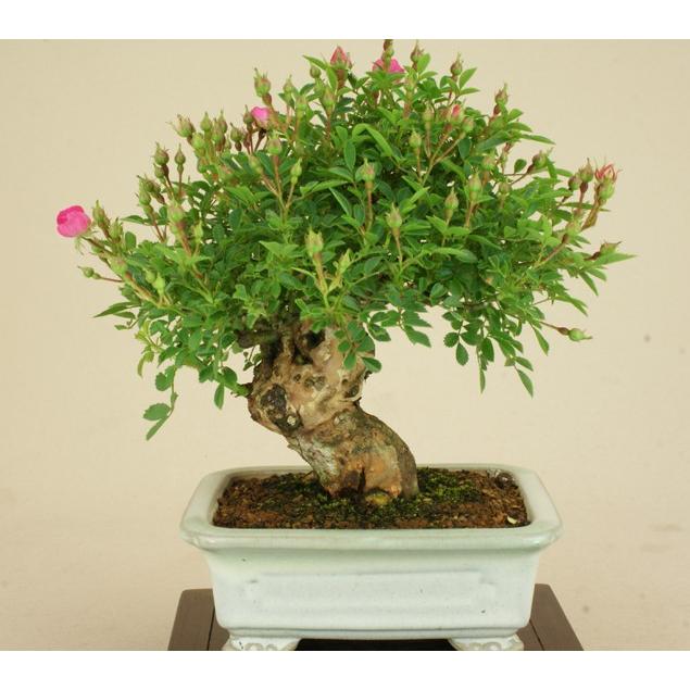 送料無料【小品盆栽 ミニ盆栽】野バラ（雅）【伊予路園】【実物盆栽】【雑木盆栽】 小品盆栽 野バラ 雅