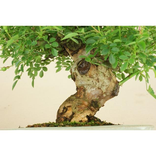 送料無料【小品盆栽 ミニ盆栽】野バラ（雅）【伊予路園】【実物盆栽】【雑木盆栽】 小品盆栽 野バラ 雅