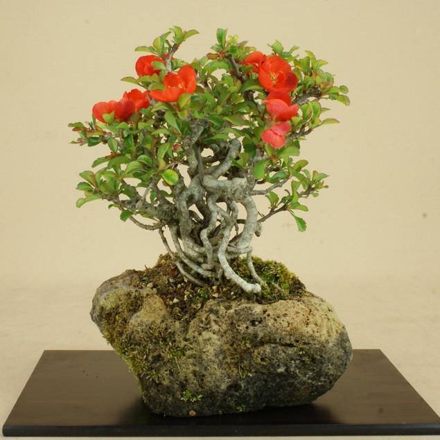 送料無料 小品サイズ 小品サイズ 雑木盆栽 雑木盆栽 長寿梅 石付 赤花 いよじ園