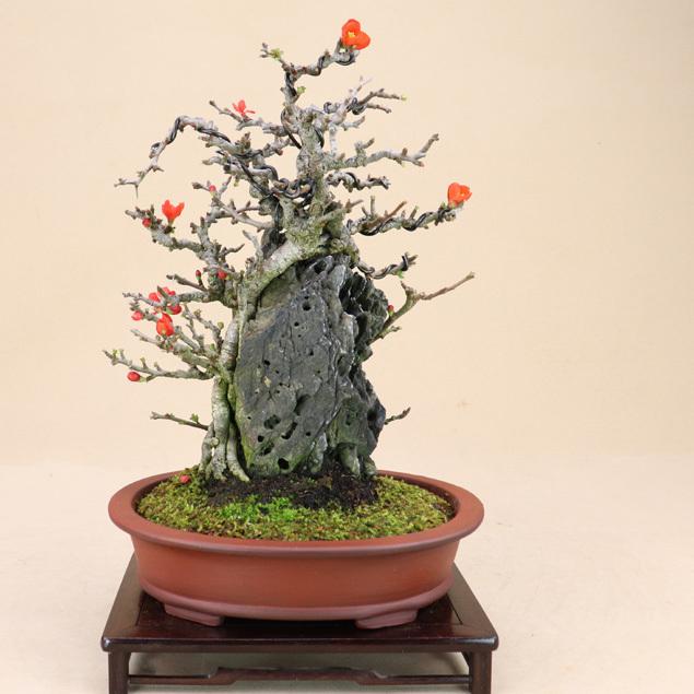 盆栽】長寿梅 古木