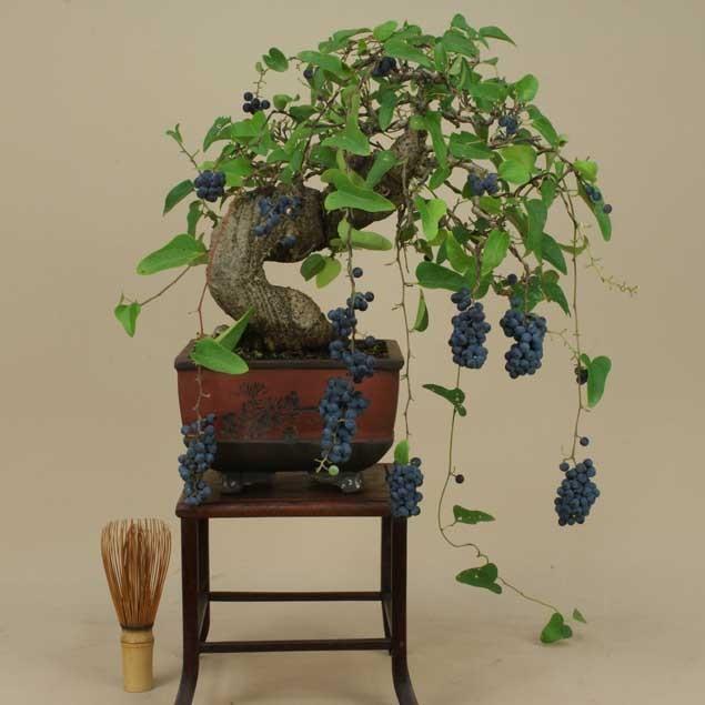 送料無料【貴風盆栽 】青葛藤/アオツヅラフジ 【実物盆栽】