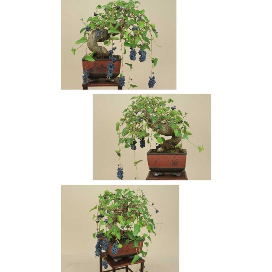 【訳あり品】 送料無料【貴風盆栽 】青葛藤/アオツヅラフジ 【実物盆栽】 【ZYX1906615951】(67528円)