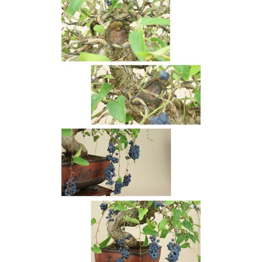 【訳あり品】 送料無料【貴風盆栽 】青葛藤/アオツヅラフジ 【実物盆栽】 【ZYX1906615951】(67528円)