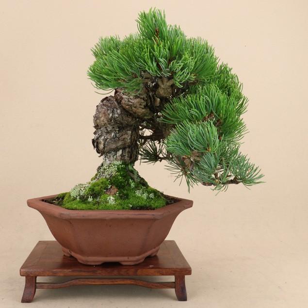 【送料無料】 五葉松 - 宮島 - 貴風サイズ（松盆栽）いよじ園