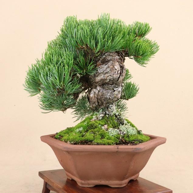 【送料無料】 五葉松 - 宮島 - 貴風サイズ（松盆栽）いよじ園 五葉松 宮島 貴風サイズ