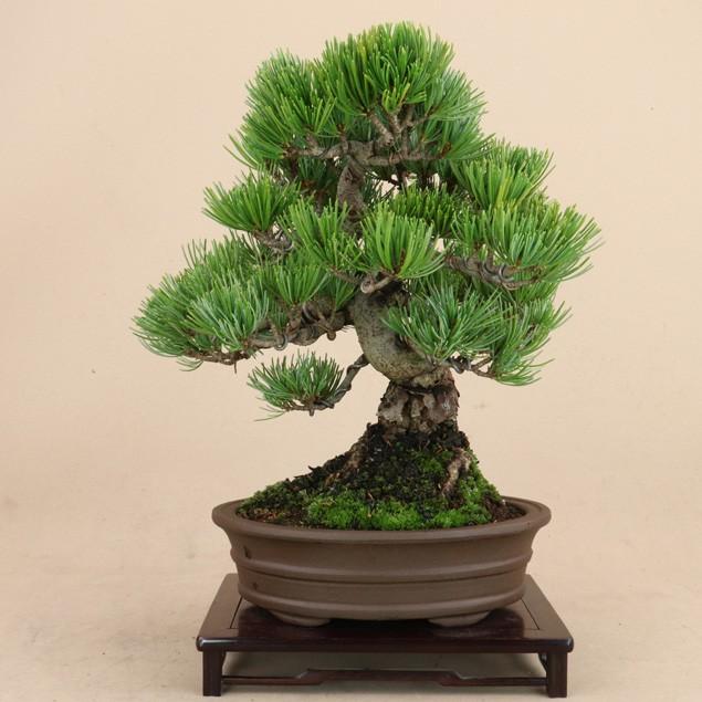 【送料無料】 五葉松 - 宮島 - 貴風サイズ（松盆栽）いよじ園