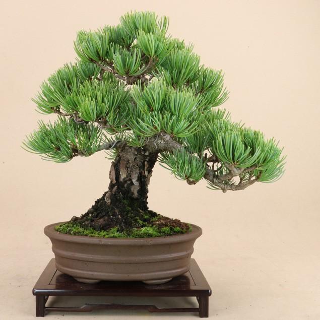 【送料無料】 五葉松 - 宮島 - 貴風サイズ（松盆栽）いよじ園