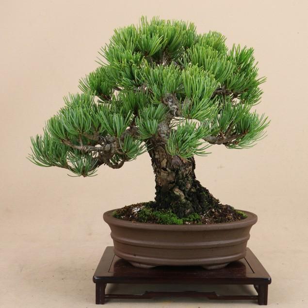 【送料無料】 五葉松 - 宮島 - 貴風サイズ（松盆栽）いよじ園 五葉松 宮島 貴風サイズ