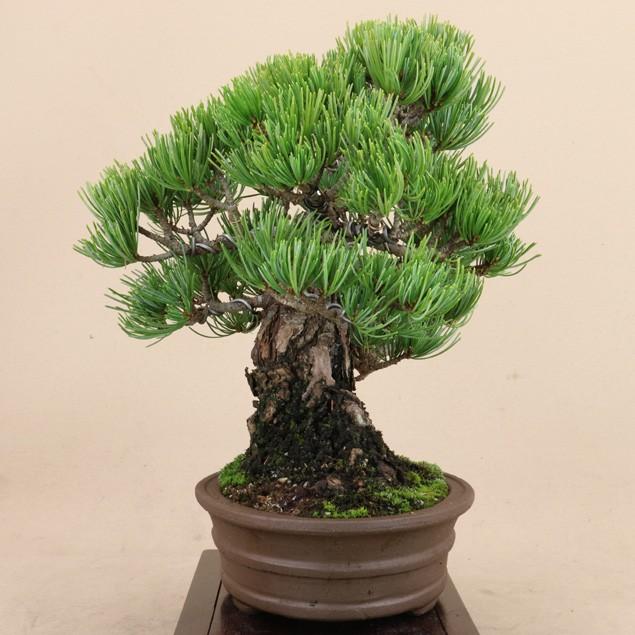 【送料無料】 五葉松 - 宮島 - 貴風サイズ（松盆栽）いよじ園 五葉松 宮島 貴風サイズ