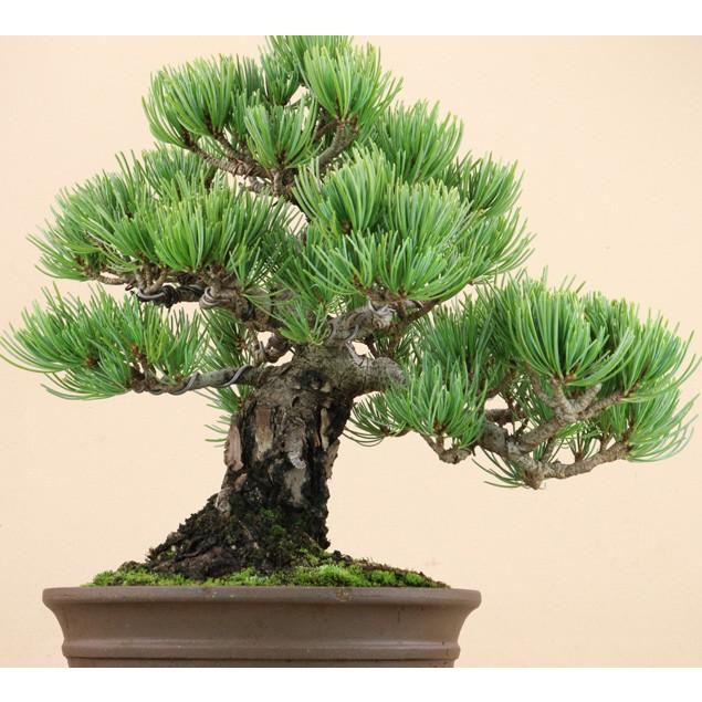 【送料無料】 五葉松 - 宮島 - 貴風サイズ（松盆栽）いよじ園 五葉松 宮島 貴風サイズ