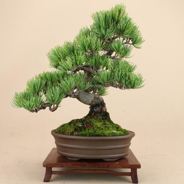 【送料無料】 五葉松 - 宮島 - 貴風サイズ（松盆栽）いよじ園