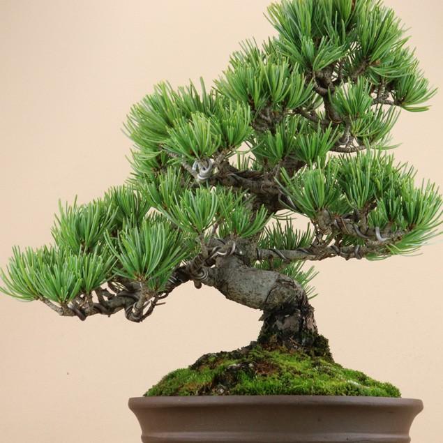 【送料無料】 五葉松 - 宮島 - 貴風サイズ（松盆栽）いよじ園 五葉松 宮島 貴風サイズ