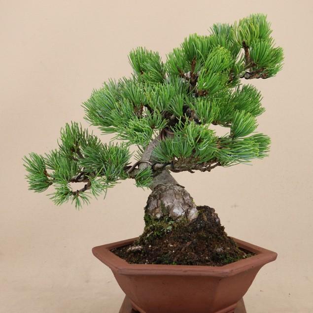 【数量限定アウトレット品】 【送料無料】 五葉松 - 宮島 - 貴風サイズ（松盆栽）いよじ園 【P2234626163】(11500円)