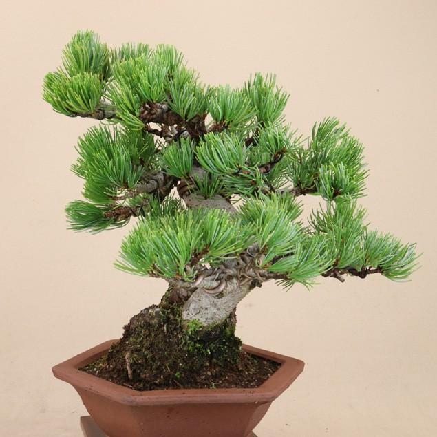 【数量限定アウトレット品】 【送料無料】 五葉松 - 宮島 - 貴風サイズ（松盆栽）いよじ園 【P2234626163】(11500円)