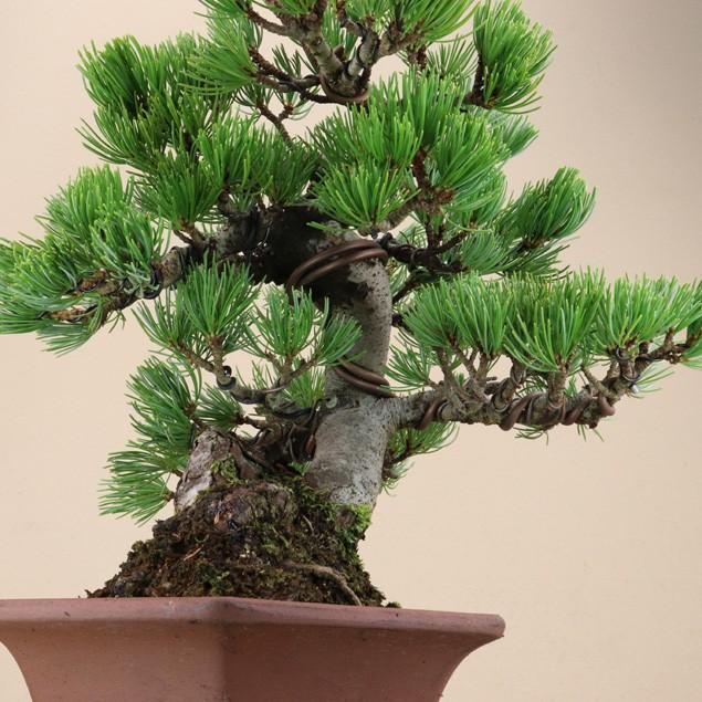 【数量限定アウトレット品】 【送料無料】 五葉松 - 宮島 - 貴風サイズ（松盆栽）いよじ園 【P2234626163】(11500円)