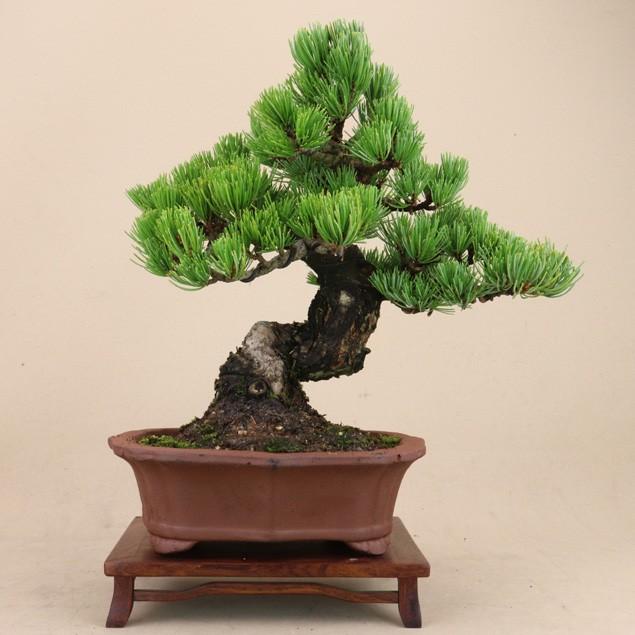 【送料無料】 五葉松 - 宮島 - 貴風サイズ（松盆栽）いよじ園