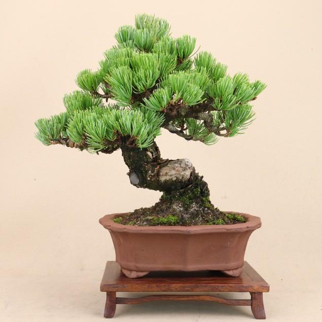 【送料無料】 五葉松 - 宮島 - 貴風サイズ（松盆栽）いよじ園 五葉松 宮島 貴風サイズ