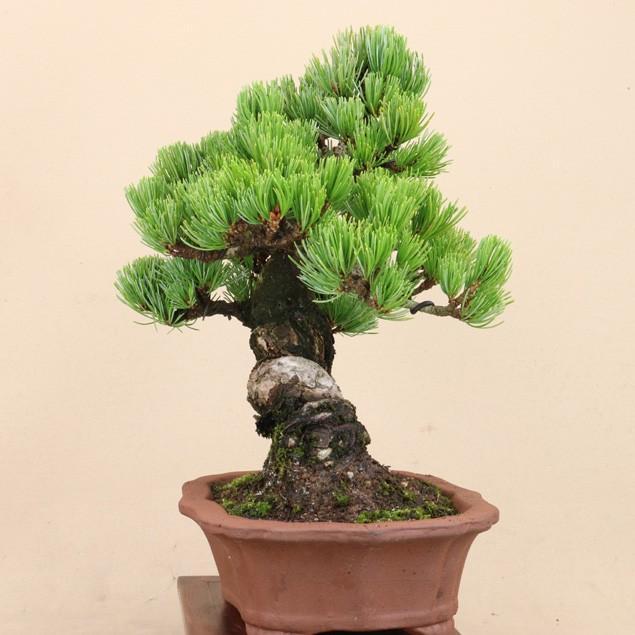 【送料無料】 五葉松 - 宮島 - 貴風サイズ（松盆栽）いよじ園 五葉松 宮島 貴風サイズ