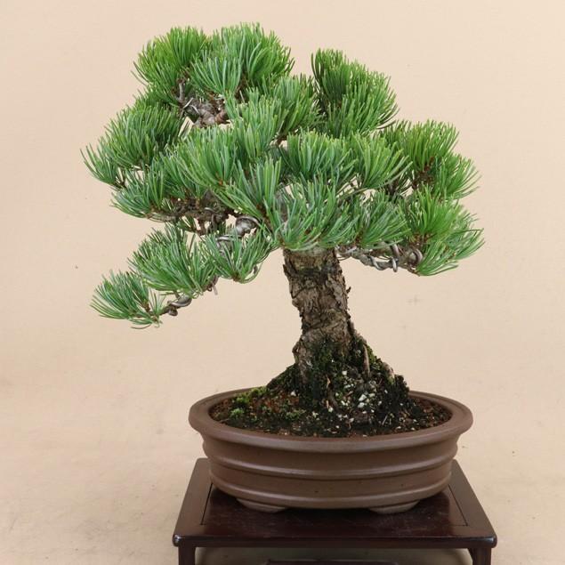 新春セール 【送料無料】 五葉松 - 宮島 - 貴風サイズ（松盆栽）いよじ園 【2234623816】(11500円)