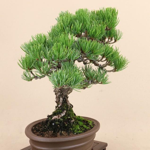 新春セール 【送料無料】 五葉松 - 宮島 - 貴風サイズ（松盆栽）いよじ園 【2234623816】(11500円)