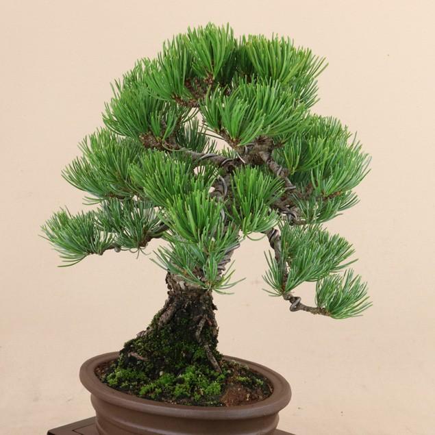 新春セール 【送料無料】 五葉松 - 宮島 - 貴風サイズ（松盆栽）いよじ園 【2234623816】(11500円)