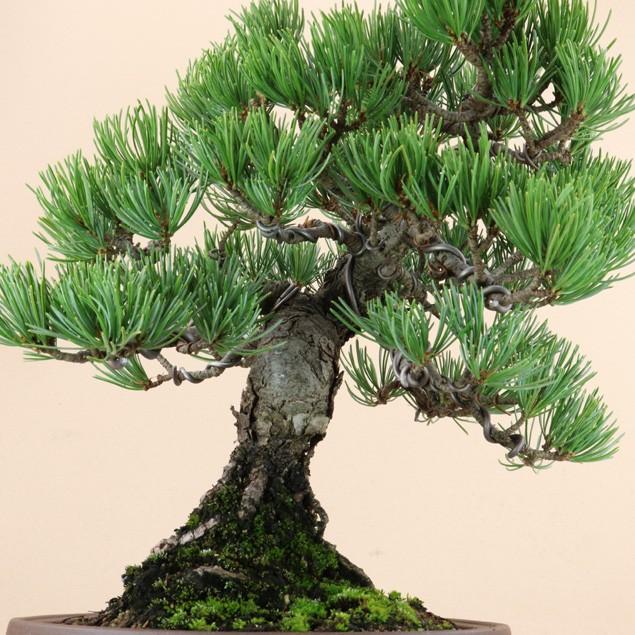 新春セール 【送料無料】 五葉松 - 宮島 - 貴風サイズ（松盆栽）いよじ園 【2234623816】(11500円)