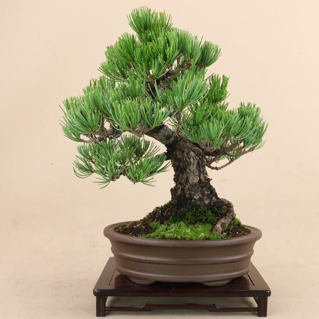 【送料無料】 五葉松 - 宮島 - 貴風サイズ（松盆栽）いよじ園