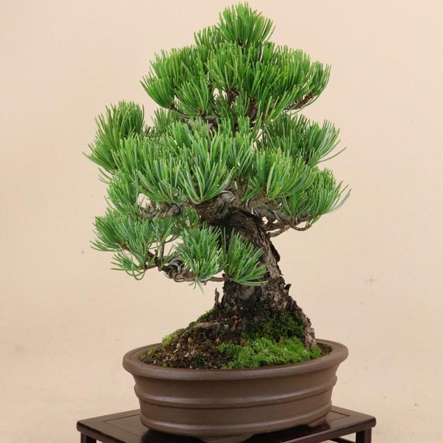 【送料無料】 五葉松 - 宮島 - 貴風サイズ（松盆栽）いよじ園 五葉松 宮島 貴風サイズ