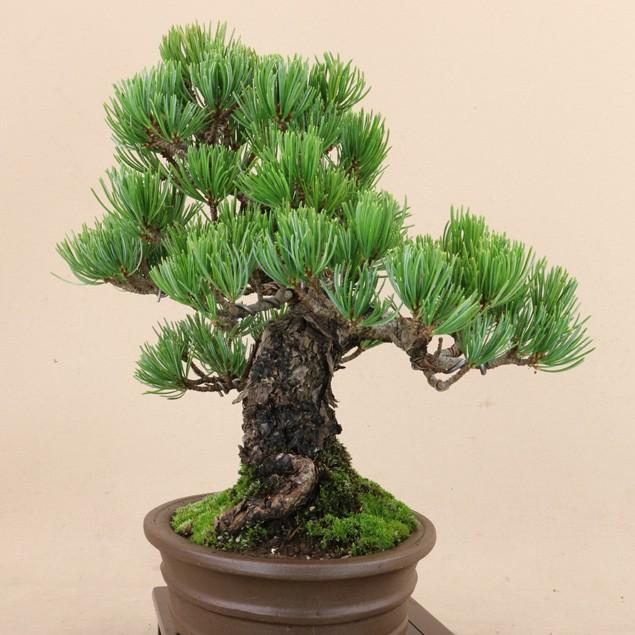 【送料無料】 五葉松 - 宮島 - 貴風サイズ（松盆栽）いよじ園 五葉松 宮島 貴風サイズ